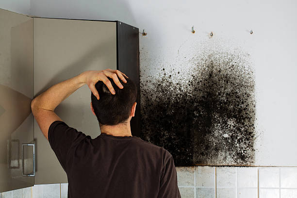 Best Emergency Mold Removal  in Great Neck Plaza, NY